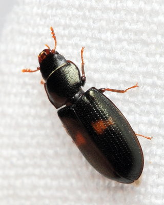 Bark-gnawing Beetle, Tenebroides bimaculatus (Trogossitidae)