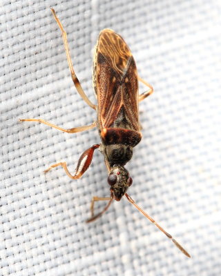 Dirt-colored Seed Bug, Heraeus plebejus (Rhyparochromidae)