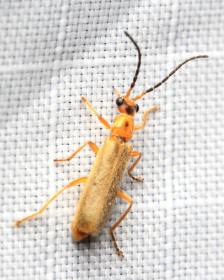 Soldier Beetle, Rhagonycha triangulifera (Cantharidae)