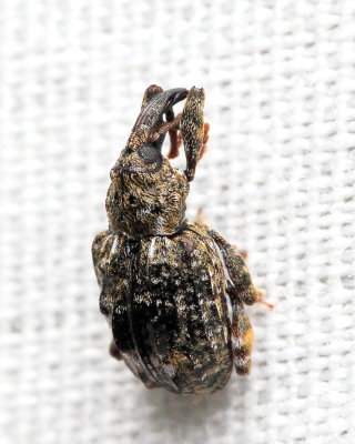 Plum Curculio, Conotrachelus nenuphar (Curculionidae)