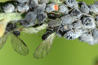 Tufted Vetch Aphid (Aphis (Aphis) craccae)