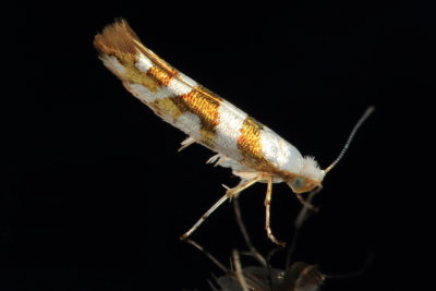 Superfamily Yponomeutoidea - Ermine Moths & kin