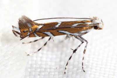 H#0655 Aristaea pennsylvaniella