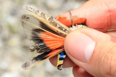 Orange-winged Grasshopper, Pardalophora phoenicoptera (Acrididae)