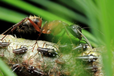 Carpenter Ant, Camponotus chromaiodes (Formicidae)
