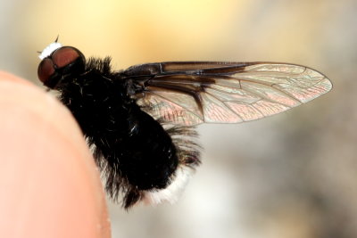 White-tailed Bee Fly, Ogcodocera leucoprocta (Bombyliidae)