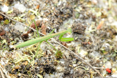 Chinese Mantis, Tenodera sinensis sinensis (Mantidae)