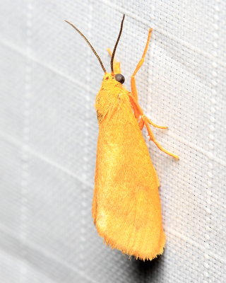 Orange Virbia, Hodges#8121 Virbia aurantica (Erebidae: Arctiinae)