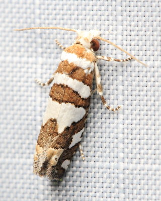 Robinson's Pelochrista, Hodges#3009 Pelochrista robinsonana (Tortricidae)