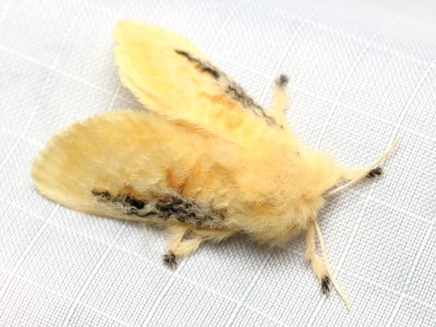 Black-waved Flannel Moth, Hodges#4644 Megalopyge crispata (Megalopygidae)