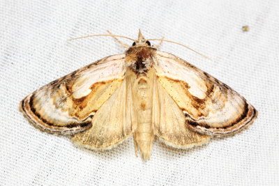 Formosa Looper, Hodges#8904 Chrysanympha formosa (Noctuidae: Plusiinae)