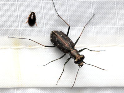 Tiger Beetle, Cicindelidia punctulata (Carabidae: Cicindelinae)