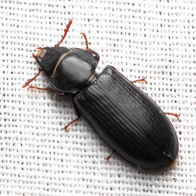 Bark-gnawing Beetle, Tenebroides americanus (Trogossitidae)