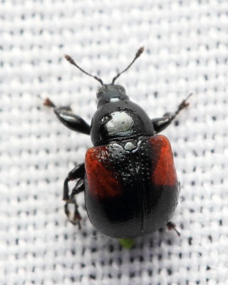 Leaf-rolling Weevil, Synolabus bipustulatus (Attelabidae)