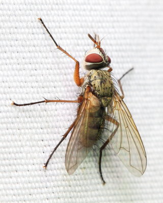 Bristle Fly, Cryptomeigenia sp. (Tachinidae: Exoristinae)