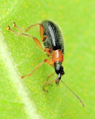 Leaf Weevil, Eugnamptus angustatus (Attelabidae)