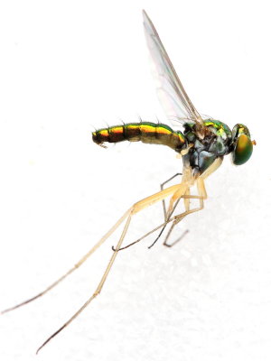 Long-legged Fly, Amblypsilopus variegatus (Dolichopodidae)