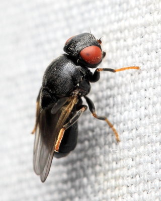 Frit Fly, Calamoncosis sp. (Chloropidae)