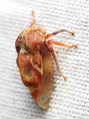 Treehopper, Xantholobus muticus (Membracidae)