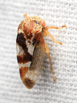 Treehopper, Cyrtolobus vau (Membracidae)