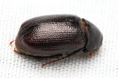 May Beetle, Diplotaxis sp. (Scarabaeidae)