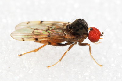 Dance Fly, Syneches simplex (Hybotidae)