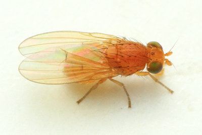 Poecilominettia puncticeps (Lauxaniidae)