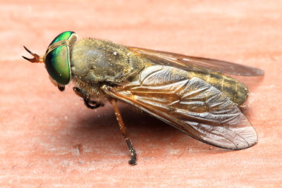 Greenhead, Tabanus nigrovittatus (Tabanidae)