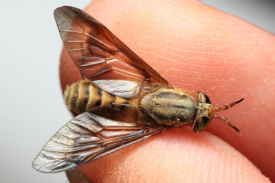 Deer Fly, Chrysops atlanticus (Tabanidae)