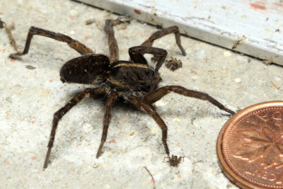 Wolf Spider, Tigrosa helluo (Lycosidae)