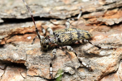 Longhorn Beetle, Graphisurus fasciatus (Cerambycidae)