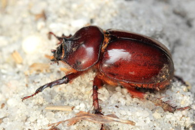 Ox Beetle, Strategus antaeus (Scarabaeidae)