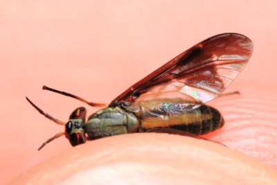 Deer Fly, Chrysops univittatus (Tabanidae)