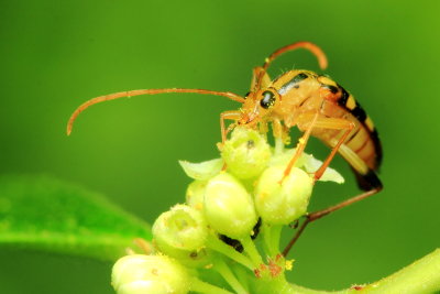 Flower Longhorn, Strangalia luteicornis (Cerambycidae)