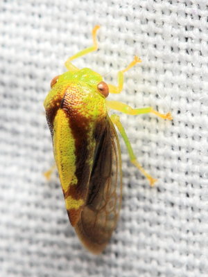 Treehopper, Atymna querci (Membracidae)