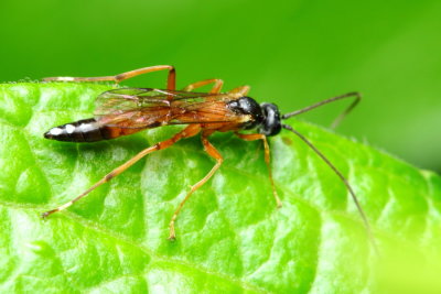 Ichneumon (Ichneumonidae: Agrothereutina)