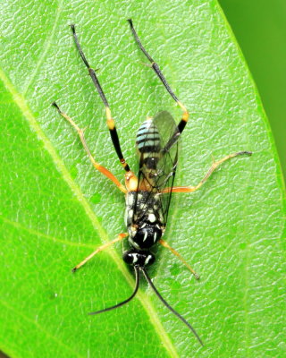 Ichneumon, Baryceros texanus (Ichneumonidae: Cryptinae)
