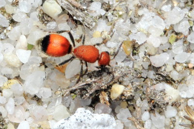 Velvet Ant, Dasymutilla vesta (Mutillidae)