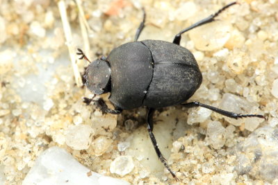Dung Beetle, Melanocanthon bispinatus (Scarabaeidae)