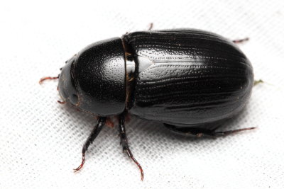 Rice Beetle Dyscinetus morator (Scarabaeidae)