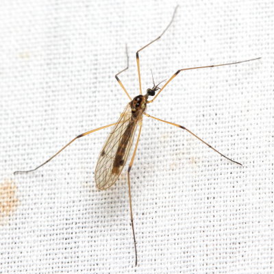 Crane Fly, Teucholabis sp. (Limoniidae: Eriopterini)