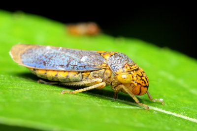 Broad-headed Sharpshooter, Oncometopia orbona (Cicadellidae)