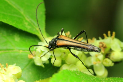 Flower Longhorn, Strangalia acuminata (Cerambycidae)