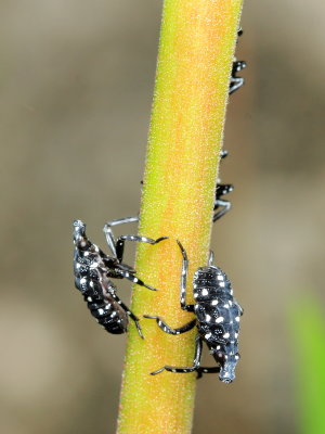 Spotted Lanternfly, Lycorma delicatula (Fulgoridae)