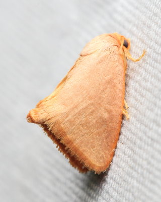 Red-crossed Button Slug Moth, Hodges#4653 Tortricidia pallida (Limacodidae)