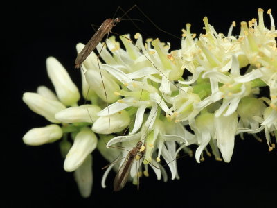 Crane Flies, Toxorhina sp. (Limoniidae: Limoniini)