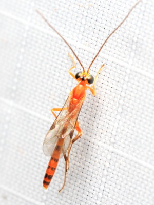 Ichneumon (Ichneumonidae: Cremastinae)