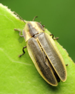 Say's Firefly, Pyractomena angulata (Lampyridae)