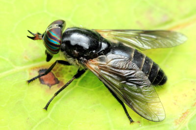 Horse Fly, Hybomitra hinei (Tabanidae)