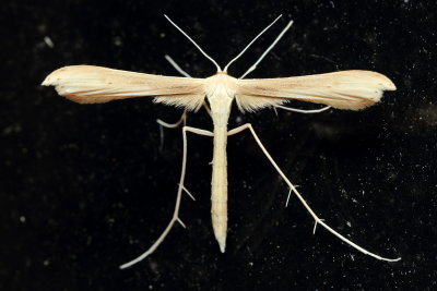 Plume Moth, Hellinsia sp. (Pterophoridae)